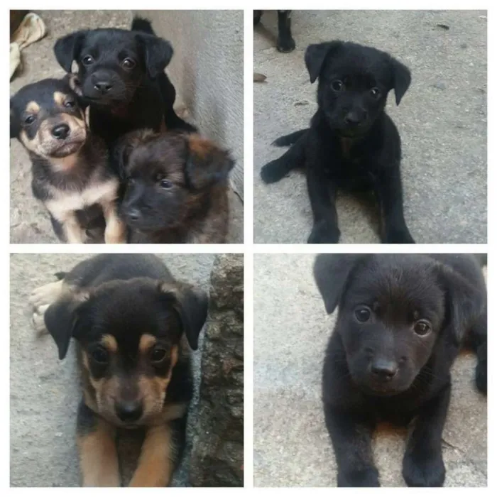 Cachorro raça Sem raça definida idade 2 a 6 meses nome sem nome 