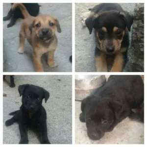 Cachorro raça Sem raça definida idade 2 a 6 meses nome sem nome 