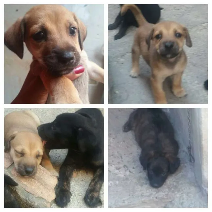 Cachorro raça Sem raça definida idade 2 a 6 meses nome sem nome 