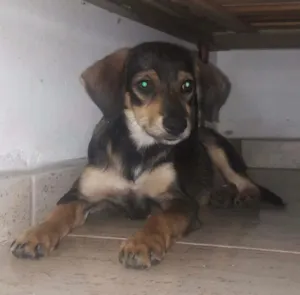 Cachorro raça Vira Lata idade 2 a 6 meses nome Raiden