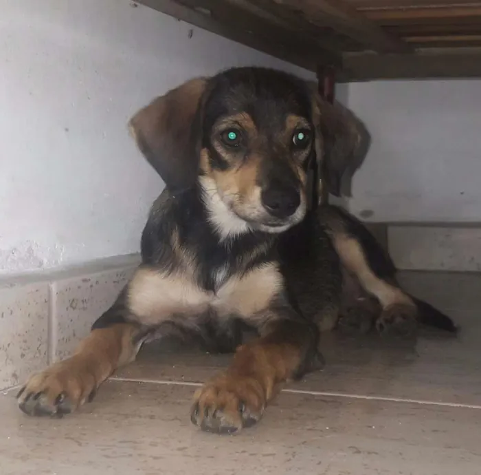 Cachorro ra a Vira Lata idade 2 a 6 meses nome Raiden