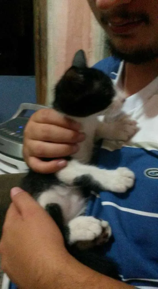 Gato raça vira-lata idade 2 a 6 meses nome Branca e Batman