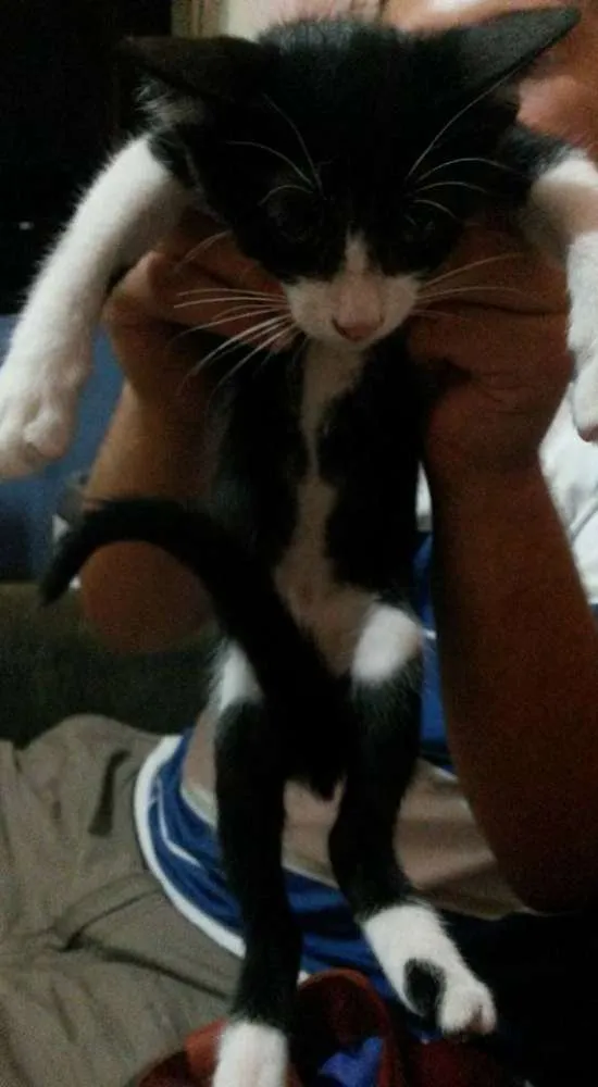 Gato raça vira-lata idade 2 a 6 meses nome Branca e Batman