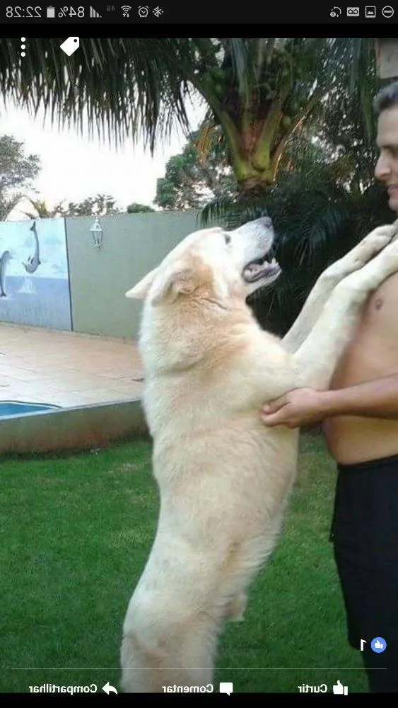Cachorro ra a  idade 3 anos nome Thor