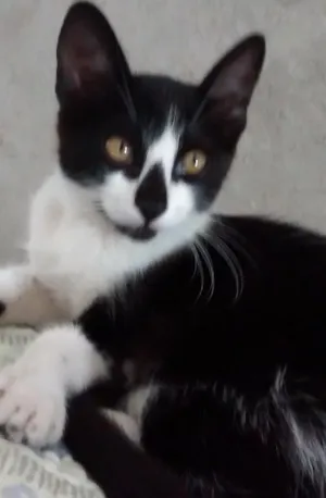 Gato raça srd idade 2 a 6 meses nome Bia