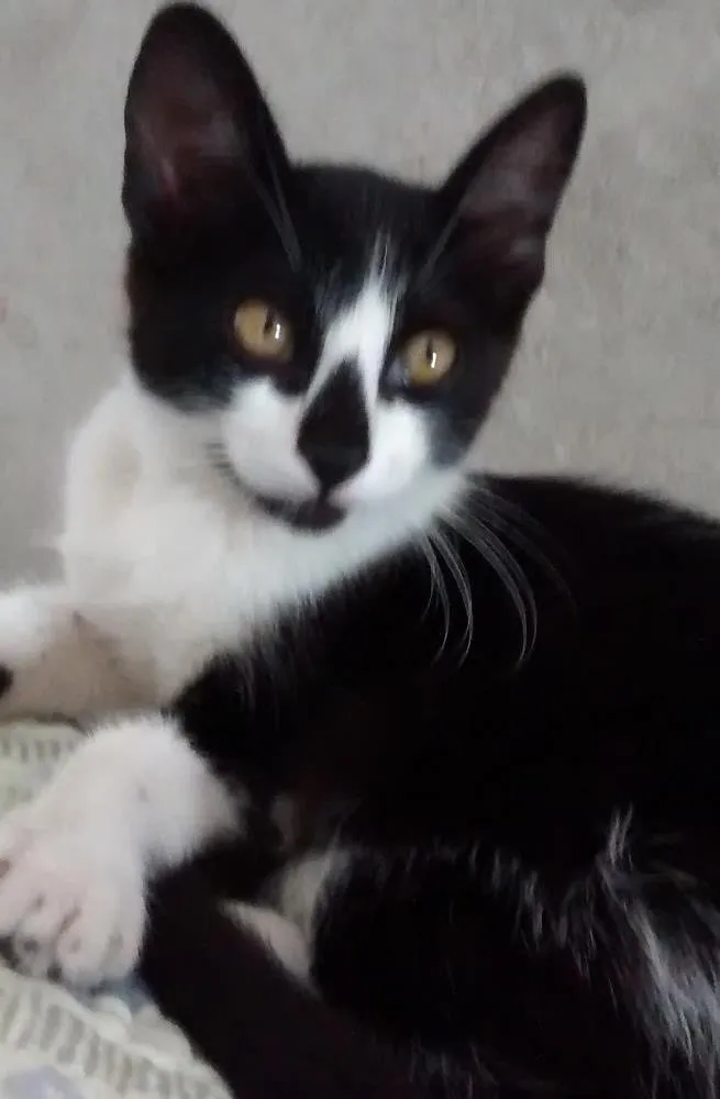 Gato ra a srd idade 2 a 6 meses nome Bia