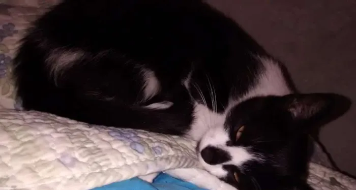Gato ra a srd idade 2 a 6 meses nome Bia