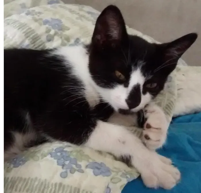 Gato ra a srd idade 2 a 6 meses nome Bia
