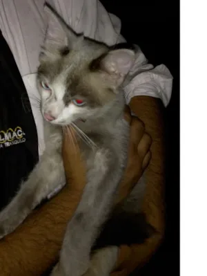 Gato raça srd idade 7 a 11 meses nome Dinho