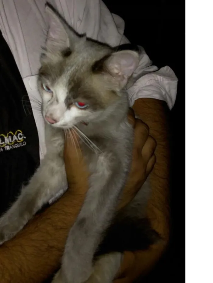 Gato ra a srd idade 7 a 11 meses nome Dinho