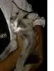 Gato raça srd idade 7 a 11 meses nome Dinho