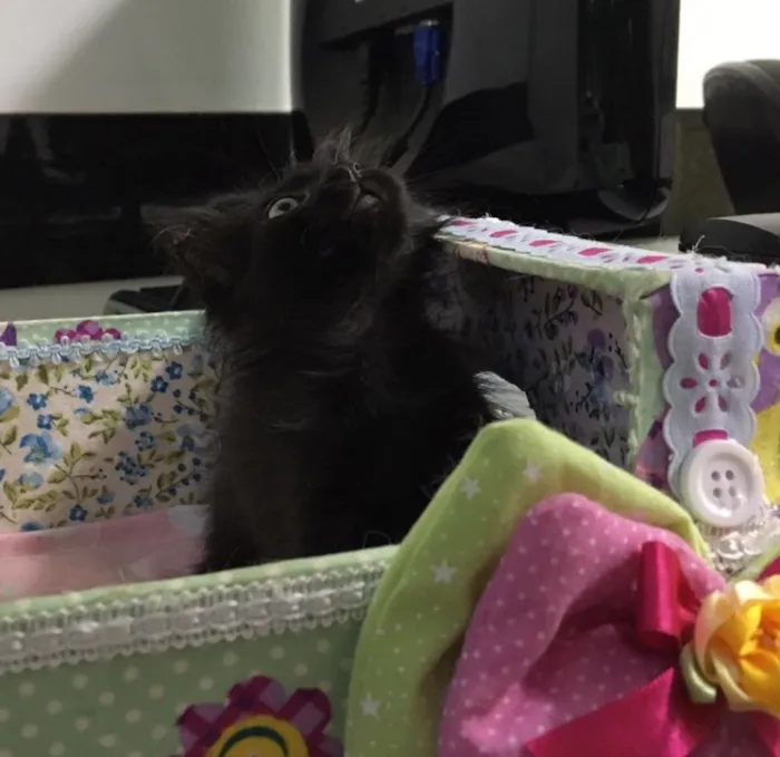 Gato ra a SRD idade Abaixo de 2 meses nome Camile
