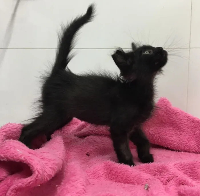 Gato ra a SRD idade Abaixo de 2 meses nome Camile