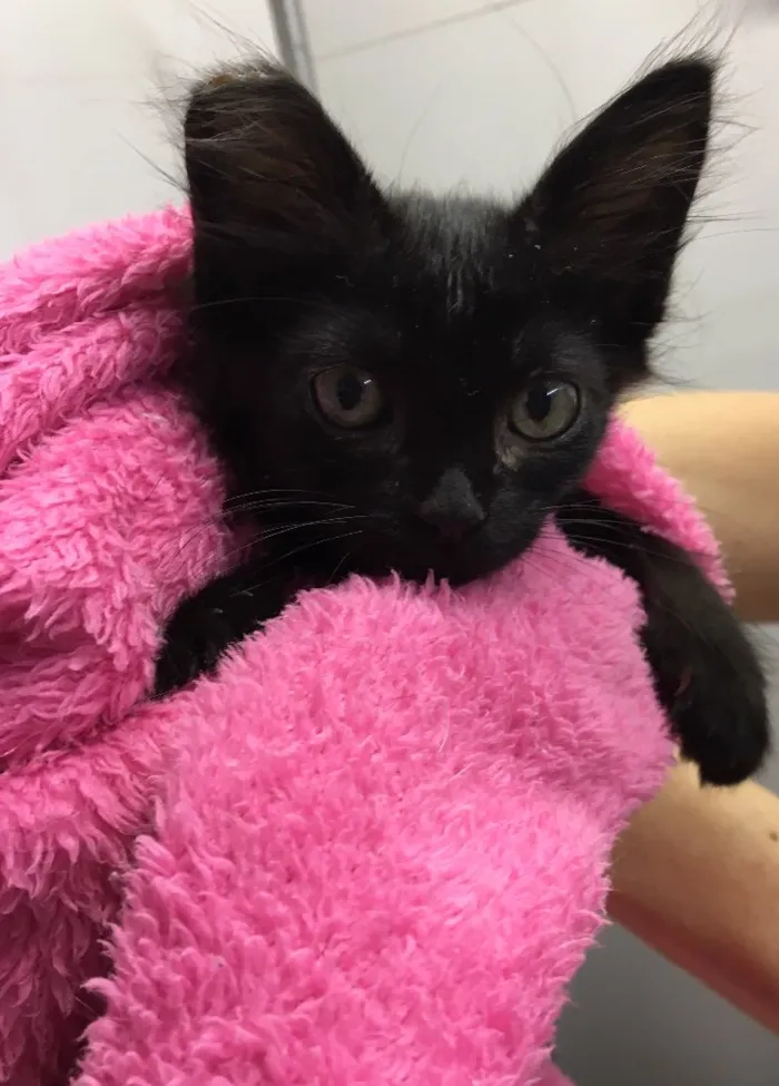 Gato ra a SRD idade Abaixo de 2 meses nome Camile