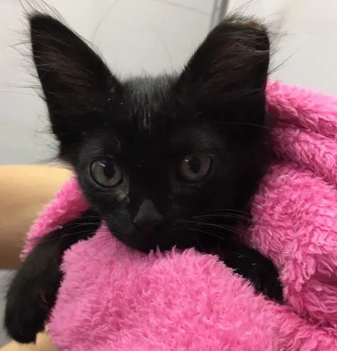 Gato ra a SRD idade Abaixo de 2 meses nome Camile