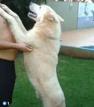 Cachorro raça  idade 3 anos nome Thor