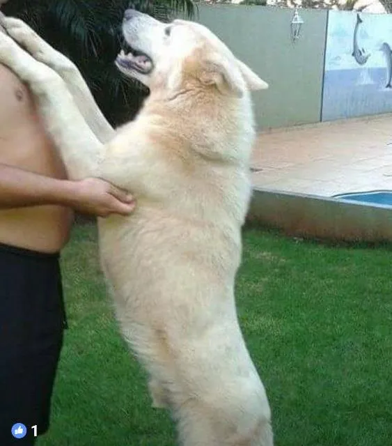 Cachorro ra a  idade 3 anos nome Thor