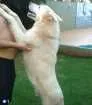 Cachorro raça  idade 3 anos nome Thor