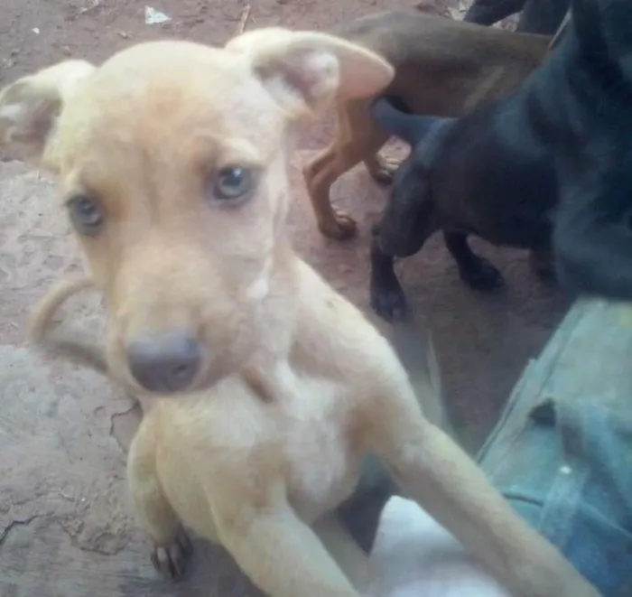 Cachorro ra a Labrador idade 2 a 6 meses nome Todos sem nome