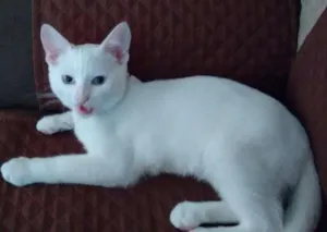 Gato raça Mestiço  idade 2 a 6 meses nome Snowbel 