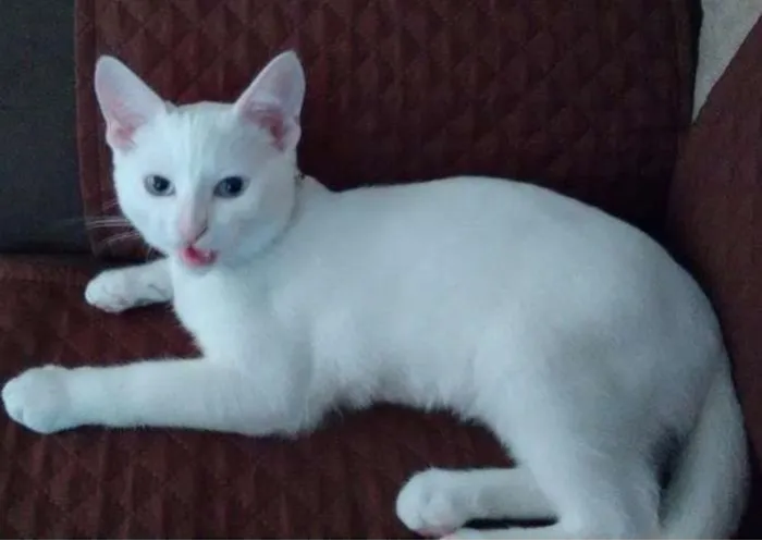 Gato ra a Mestiço  idade 2 a 6 meses nome Snowbel 