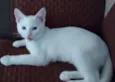 Snowbel