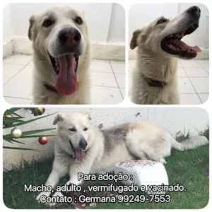 Cachorro raça Sem raça definida idade 5 anos nome Artur Branco