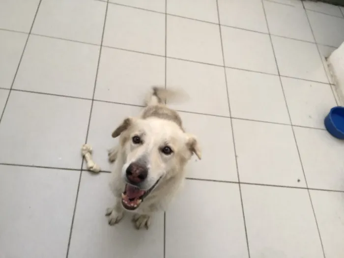 Cachorro raça Sem raça definida idade 5 anos nome Artur Branco