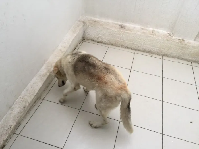 Cachorro raça Sem raça definida idade 5 anos nome Artur Branco