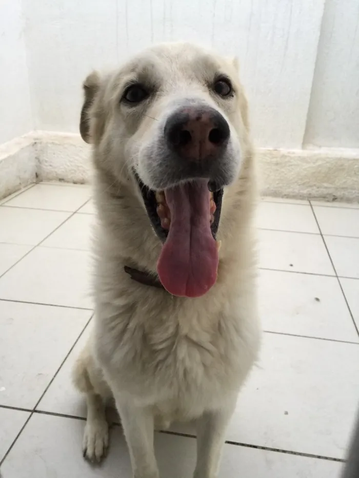 Cachorro raça Sem raça definida idade 5 anos nome Artur Branco