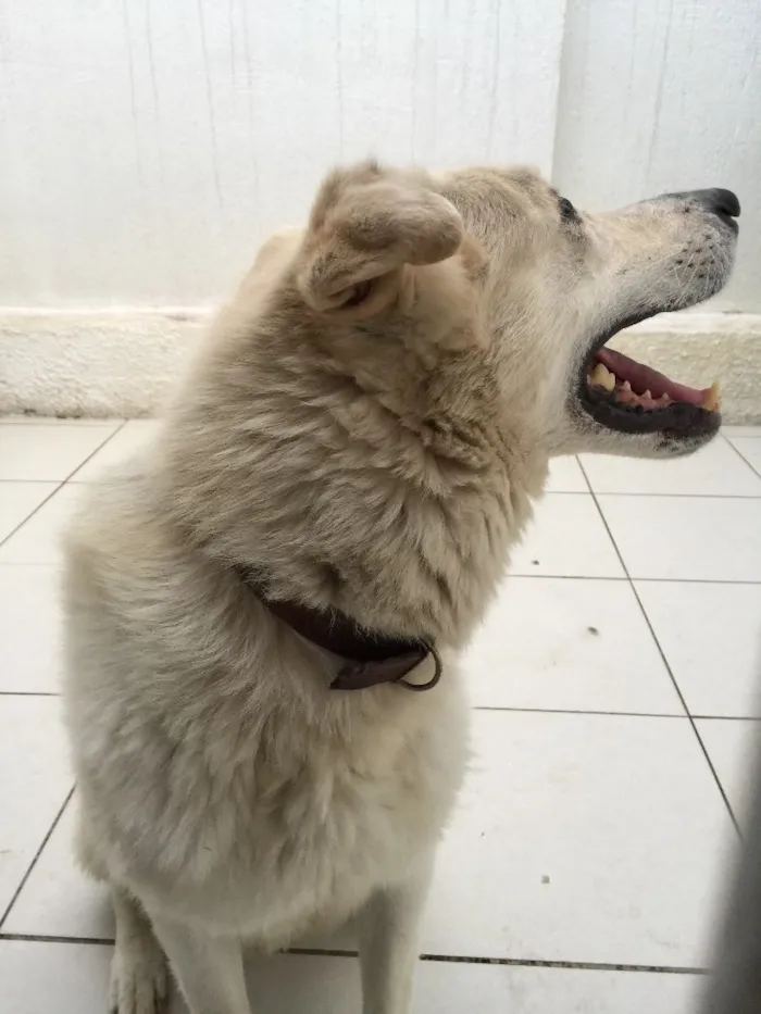Cachorro raça Sem raça definida idade 5 anos nome Artur Branco