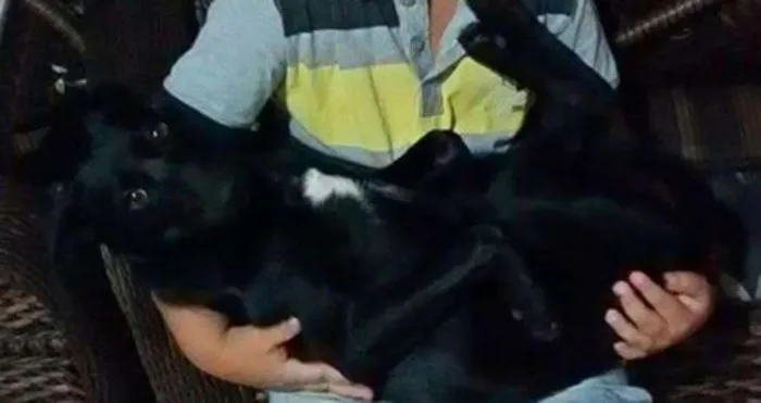 Cachorro ra a SRD idade 2 a 6 meses nome Vulpi GRATIFICA