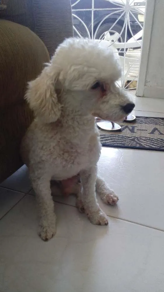 Cachorro raça Poodle idade 5 anos nome Jony