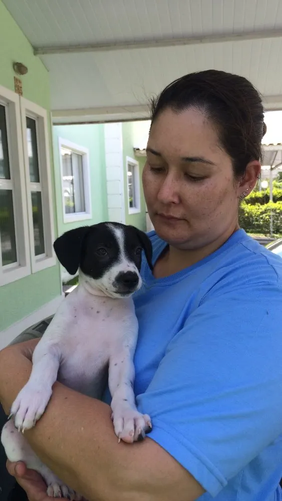 Cachorro ra a Srd  idade 2 a 6 meses nome Neuma 