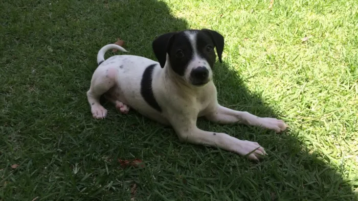 Cachorro ra a Srd  idade 2 a 6 meses nome Neuma 