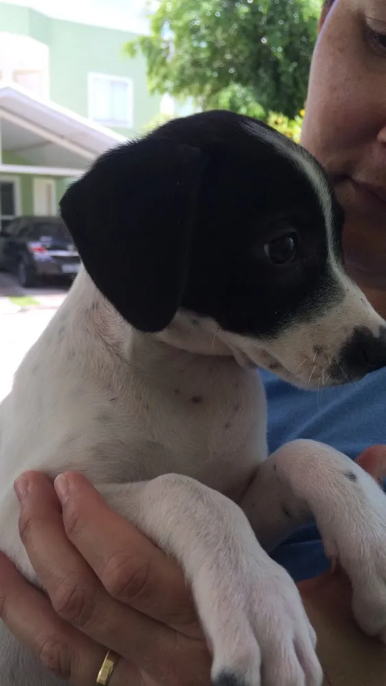 Cachorro ra a Srd  idade 2 a 6 meses nome Neuma 