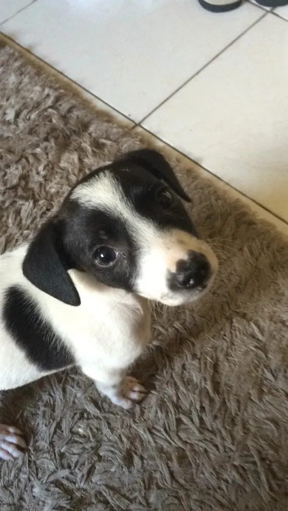 Cachorro ra a Srd  idade 2 a 6 meses nome Neuma 