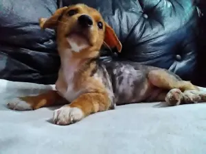 Cachorro raça SRD idade Abaixo de 2 meses nome Anakim