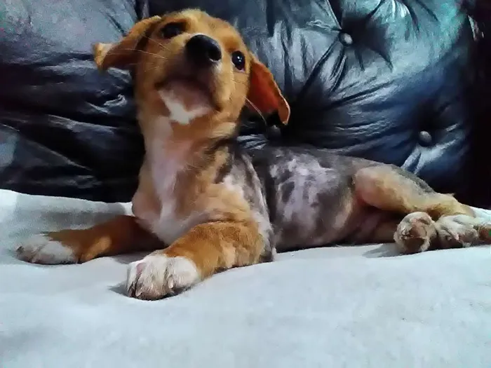 Cachorro ra a SRD idade Abaixo de 2 meses nome Anakim