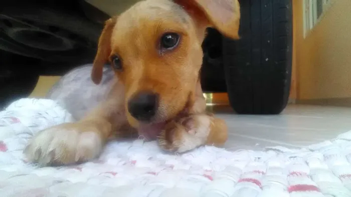 Cachorro ra a SRD idade Abaixo de 2 meses nome Anakim