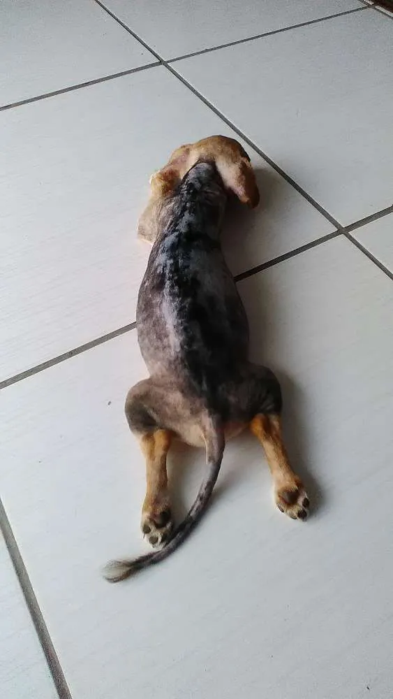 Cachorro ra a SRD idade Abaixo de 2 meses nome Anakim