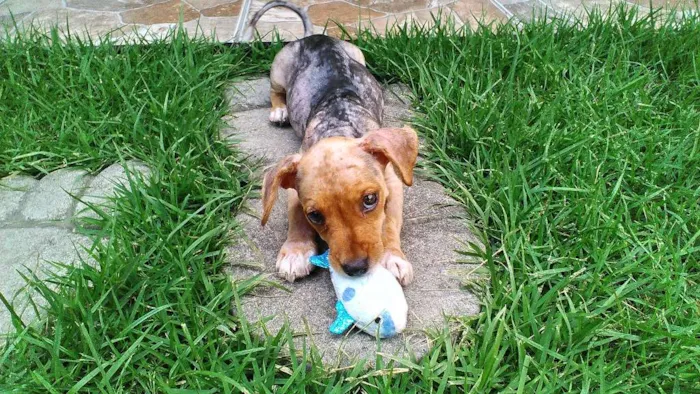 Cachorro ra a SRD idade Abaixo de 2 meses nome Anakim