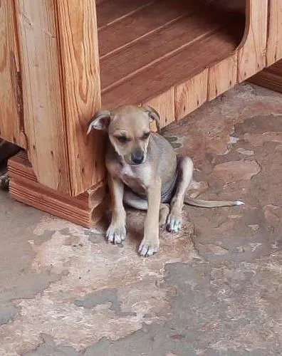 Cachorro ra a SRD idade 2 a 6 meses nome Filhotes