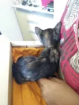 Escaminha