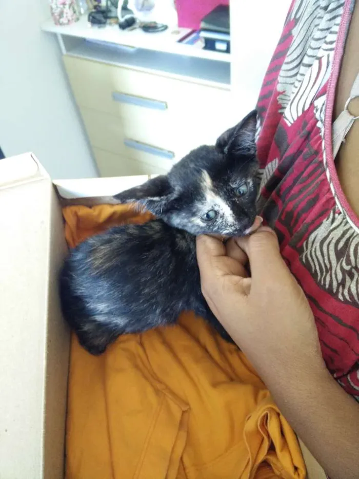 Gato raça SRD idade 2 a 6 meses nome Escaminha