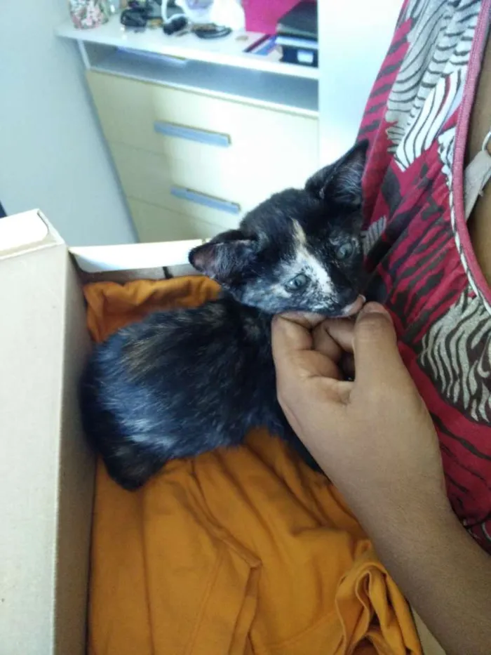 Gato raça SRD idade 2 a 6 meses nome Escaminha