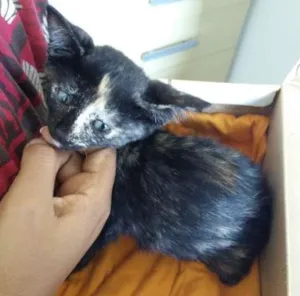 Gato raça SRD idade 2 a 6 meses nome Escaminha