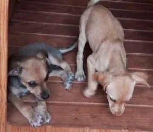 Cachorro raça SRD idade 2 a 6 meses nome Filhotes