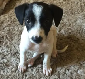 Cachorro raça Srd  idade 2 a 6 meses nome Neuma 