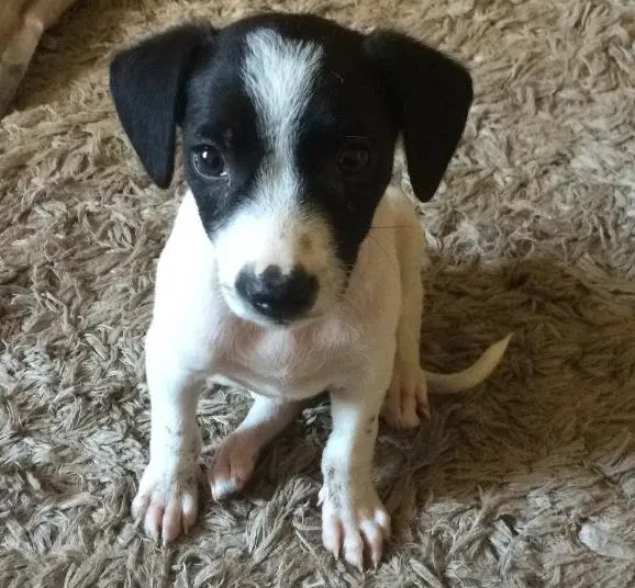 Cachorro ra a Srd  idade 2 a 6 meses nome Neuma 